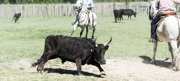 Gardien Triant Les Taureaux Dans Ranch Camargue France — Photo