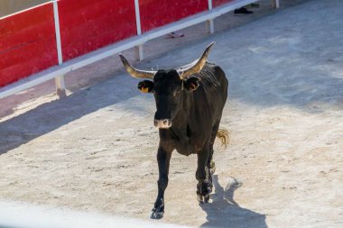 Camarguaise kursu, Fransa 'nın güneyinde bir boğa güreşi geleneği..