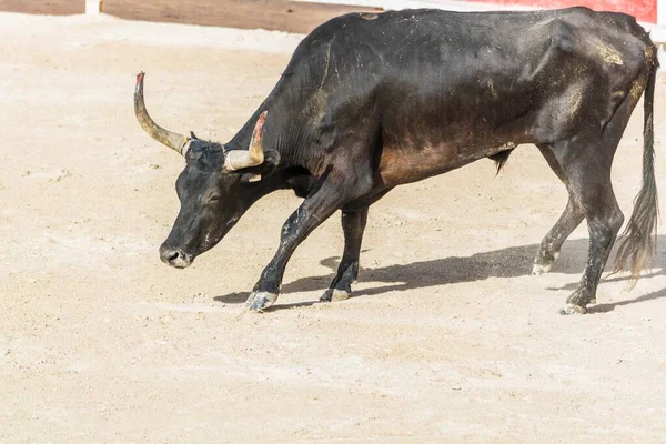 Camarguaise课程 法国南部的斗牛传统 — 图库照片