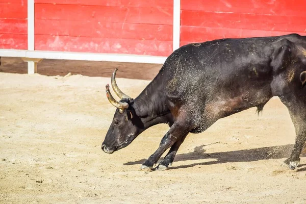フランス南部では闘牛の伝統であるCamargaiseコース — ストック写真