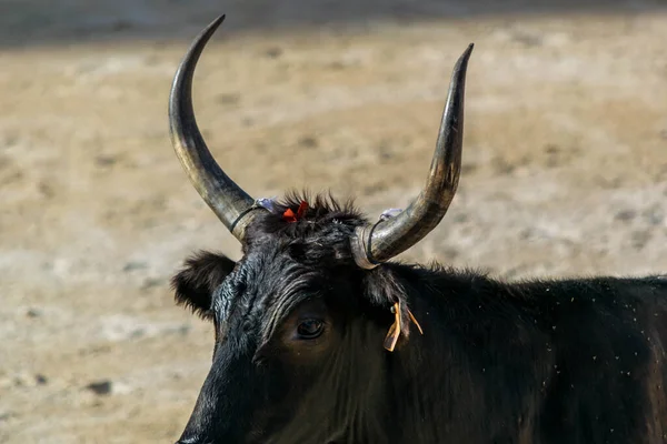 フランス南部では闘牛の伝統であるCamargaiseコース — ストック写真