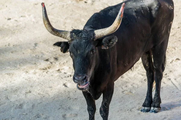 Camarguaise课程 法国南部的斗牛传统 — 图库照片
