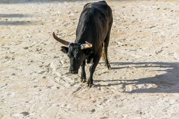 Camarguaise课程 法国南部的斗牛传统 — 图库照片