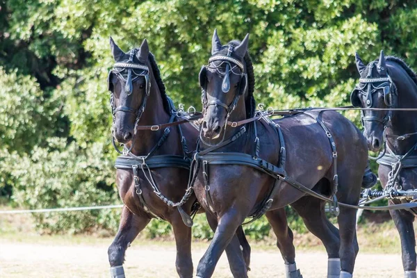 Conduite Dressage Maniabilité Équitation — Photo