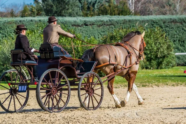 Driving Dressage Maneuverability Horse Riding Competition — Stock Photo, Image