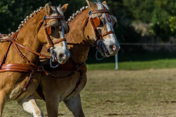 Rijden Dressuur Manoeuvreerbaarheid Paardrijwedstrijd — Stockfoto