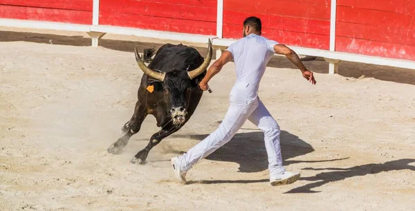 Kurs Camarguaise Eine Stierkampftradition Südfrankreich — Stockfoto