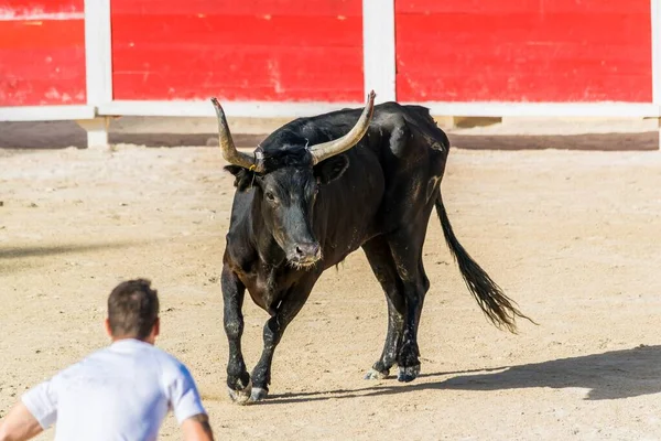 Camarguaise课程 法国南部的斗牛传统 — 图库照片