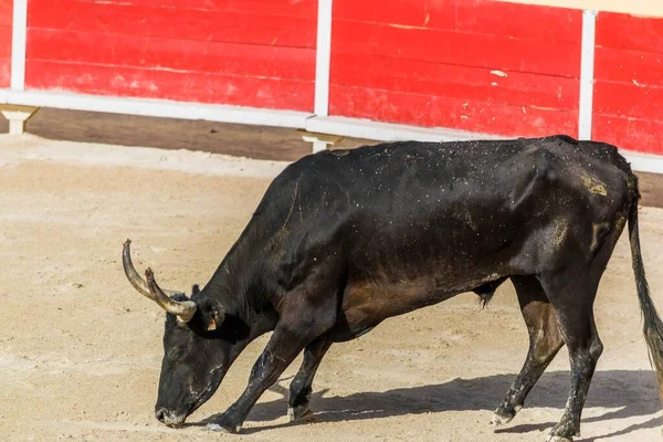 Kurs Camarguaise Eine Stierkampftradition Südfrankreich — Stockfoto