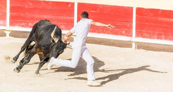Camarguaise kursu, Fransa 'nın güneyinde bir boğa güreşi geleneği..
