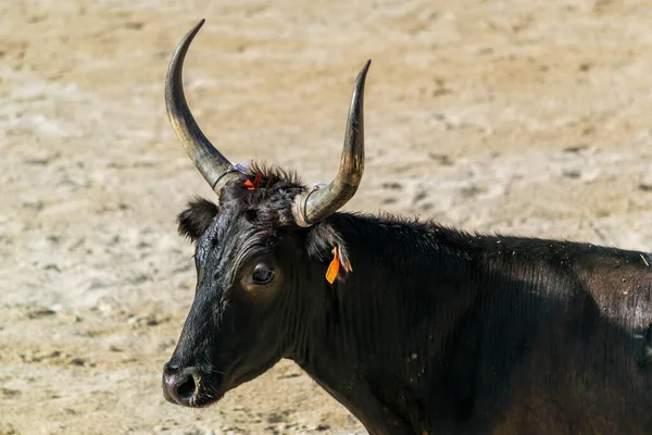 Camarguaise课程 法国南部的斗牛传统 — 图库照片