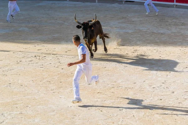 Kurs Camarguaise Eine Stierkampftradition Südfrankreich — Stockfoto