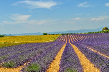 Lavender fields on the Valensole plateau, France.