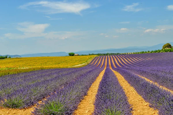 Lavender Fields Valensole Plateau France — Stock fotografie