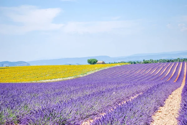 Lavender fields on the Valensole plateau, France.