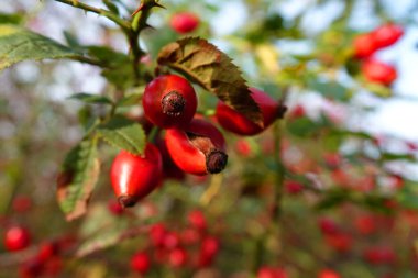 Ateş kırmızısı gül kalçaları Hollanda kumullarında bir gülün