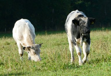 Danimarkalı Holstein ineğiyle akraba olan eski bir Hollandalı. Bu inek tüm ineklerin anası olarak bilinir. Dost canlısı, küçük ve neredeyse her şeyi yerler. Bu yüzden Hollanda 'da serbest bırakılırlar ve 