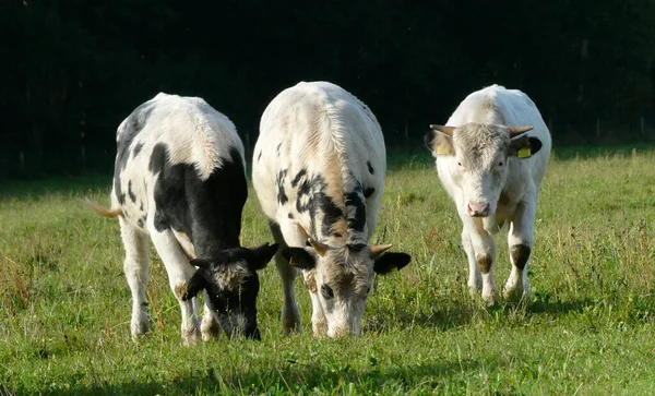 Uma Velha Raça Holandesa Relacionada Com Vaca Holandesa Dinamarquesa Esta — Fotografia de Stock