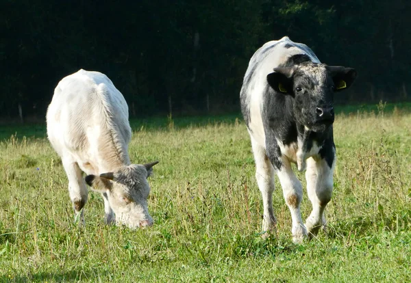 Egy Régi Holland Fajta Rokon Dán Holstein Tehén Ezt Tehenet — Stock Fotó