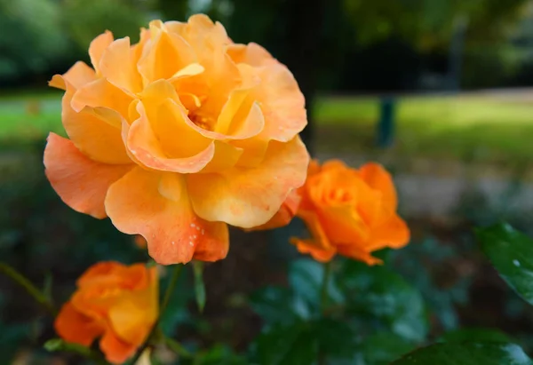Three stages of an orange rose. Full in bloom, half opened and a rose bud. Blurred in the background a park landscape.
