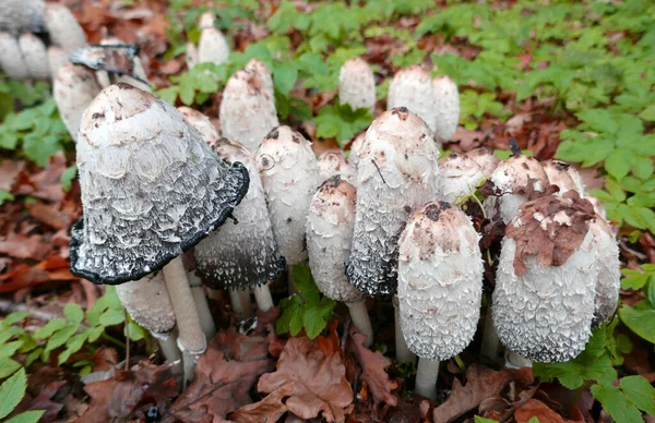 Coprinus comatus, the shaggy ink cap, lawyer\'s wig, or shaggy mane, is the name of these mushrooms. The caps are white, and covered with scales. The gills beneath the cap are white, then pink, then turn black and secrete a black liquid.