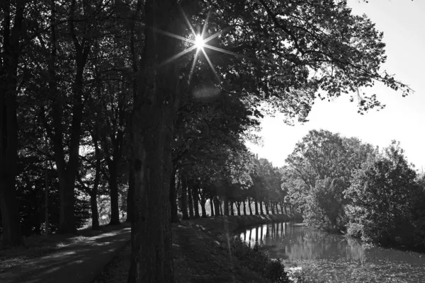 Uma Fileira Faias Plantada Ambos Lados Caminho Bicicleta Canal Nordhorn — Fotografia de Stock