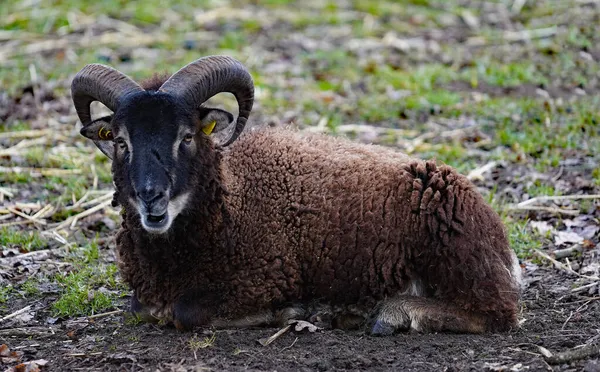 Soay Ram Mouton Soay Est Une Race Moutons Domestiques Descendant — Photo