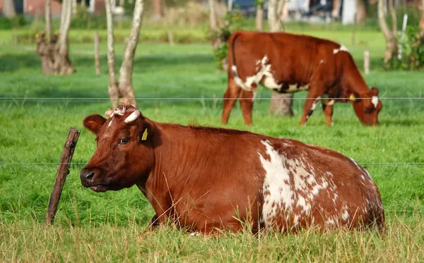 Duas Lindas Vacas Brancas Vermelhas Com Chifres Parecem Uma Velha — Fotografia de Stock