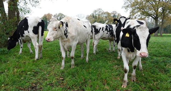 Tehénből Álló Csoport Egy Németországi Réten Holstein Fríz Szarvasmarha — Stock Fotó