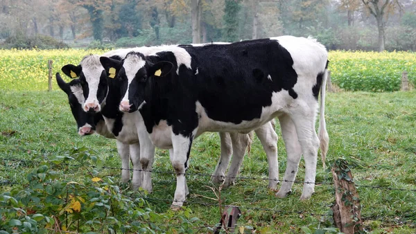 Grupo Três Vacas Agrupadas Num Prado Alemanha Parecem Irmãs Tímidas — Fotografia de Stock