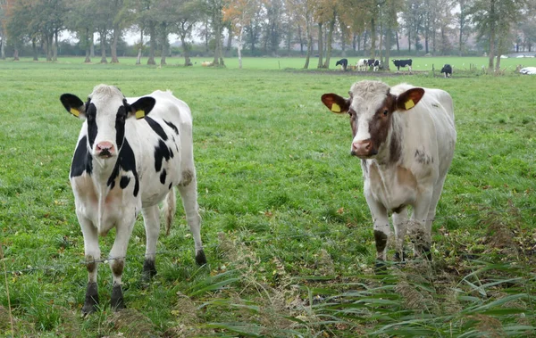 Duas Vacas Jovens Curiosas Num Prado Alemão São Vacas Frísia — Fotografia de Stock