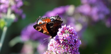 Gün ışığında şeffaf kanatları olan parlak, güzel bir kelebek. Bu bir Tavuskuşu kelebeği. Çiçek, mor bir Kelebek çalısı veya Buda Daviddii 'nin parçasıdır.