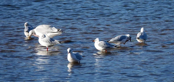 Möwen Die Ihre Federn Vorziehen Eine Gruppe Möwen Steht Wasser — Stockfoto