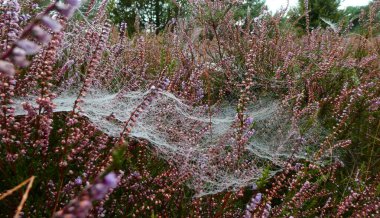 Yaz ve sonbahar arasında. Çiçek açan mor fundalık ya da kalluna vulgaris küçük su damlacıklarıyla kaplı örümcek ağlarıyla birleştirilmiş.