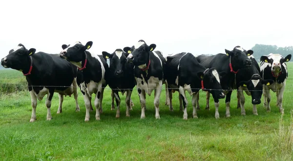 Nyolc Kíváncsi Tehén Egy Réten Holstein Fríz Szarvasmarha — Stock Fotó