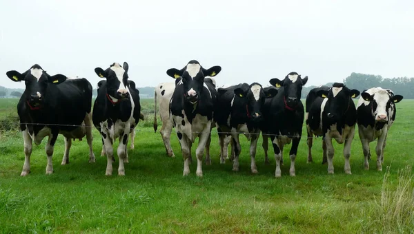 Bir Çayırda Yedi Meraklı Inek Grubu Holstein Frizya Sığırları — Stok fotoğraf