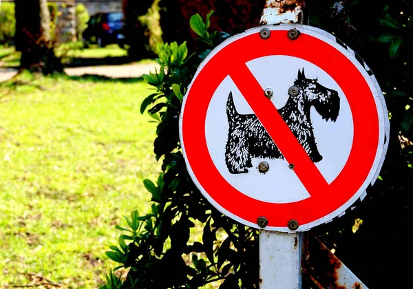 Bielefeld Nrw April 2019 Dieses Verkehrszeichen Sagen Keine Hunde Erlaubt — Stockfoto