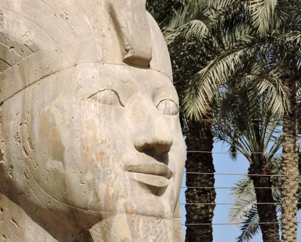 Kopf Der Alabaster Sphinx Der Antiken Hauptstadt Ägyptens Memphis Palmen — Stockfoto