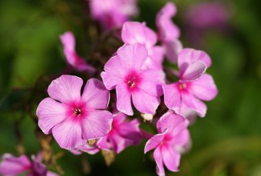 Pembe bir phlox paniculata cultivar 'Flamingo' çiçeğinin yakın çekimi  