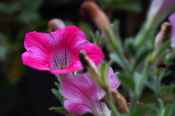 Lovely Pink Petunia Flower Nightshade Family — Stok fotoğraf