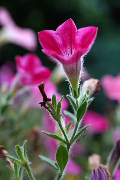Lovely Pink Petunia Flower Nightshade Family Vertical Image — Stok fotoğraf
