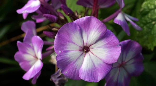 Close Purple Phlox Paniculata Flower White Heart Cultivar Called Laura — Stok fotoğraf