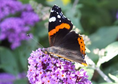 Siyah kanatlı, kırmızı bantlı ve mor çiçekteki beyaz noktalı parlak, güzel bir kelebek. Kelebeğin adı Vanessa atalanta, kızıl amiral ya da takdire şayan kızıl. Çiçek bir Buda 'dır..