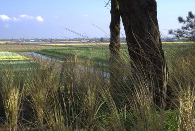 Hollanda manzarasına bir bak. Önünde ağaç gövdesi olan yüksek çimenler. Arka planda keskin olmayan çiçek soğanları tarlaları, bir kanal ve bir köy var.