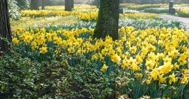 Yellow and white daffodils under  trees in Keukenhof Gardens, the Netherlands.