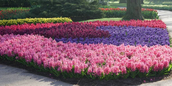 Hyancinths Pink Purple Color Combination Keukenhof Gardens Netherlands Red Tulips — Foto de Stock