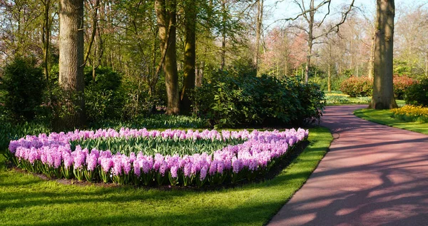 Flower Bed Border Pink Hyacinths Keukenhof Gardens Netherlands Center Tulips — Zdjęcie stockowe