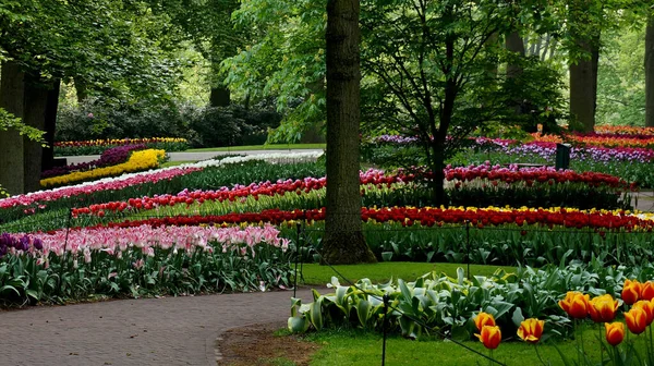 Een Park Met Een Kleurrijke Mix Van Bloembedden Met Tulpen — Stockfoto