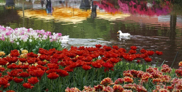 Duck Canal Tulip Beds Keukenhof Gardens Faint Reflections People Flowers — Stock Photo, Image