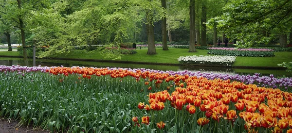 Double Colored Tulips Botanical Garden Flower Beds Divided Grass Water — Stock Photo, Image